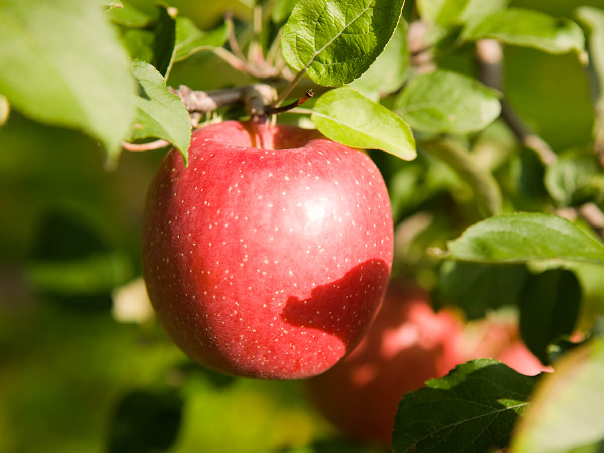 Hirosaki City Apple Park_2