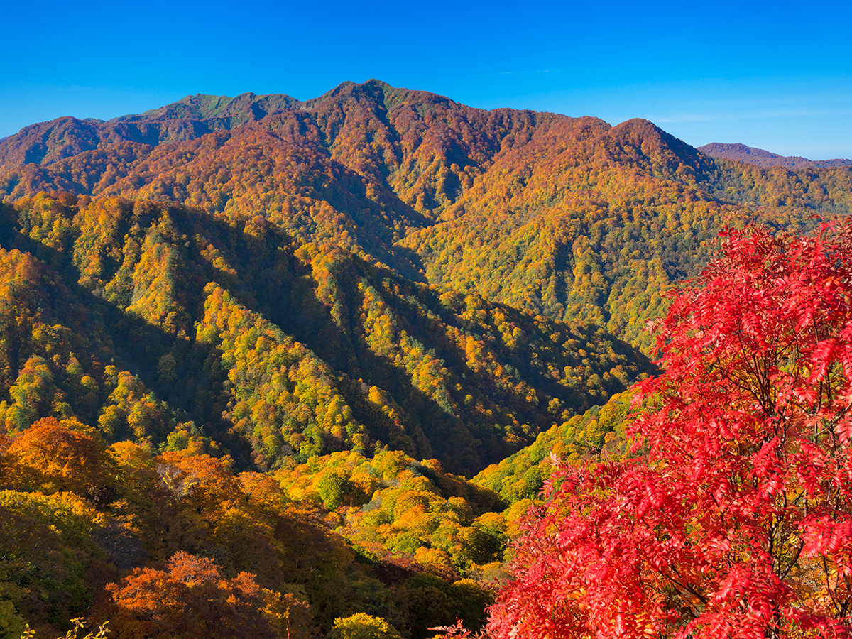 World Natural Heritage Site, Shirakami-Sanchi_3