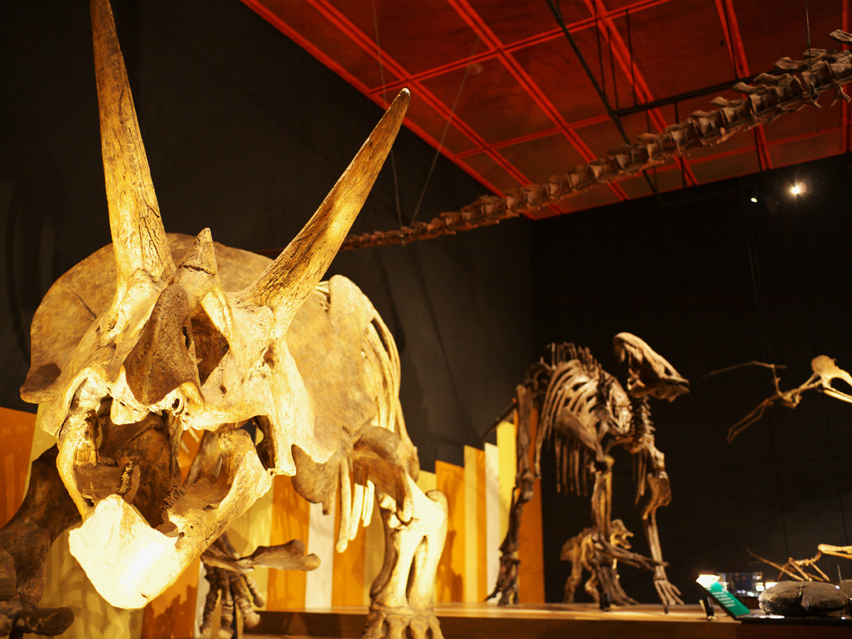 Iwakishi Sekitan Kasekikan, Horuru (Iwaki Coal and Fossil Museum) (Currently closed)_2