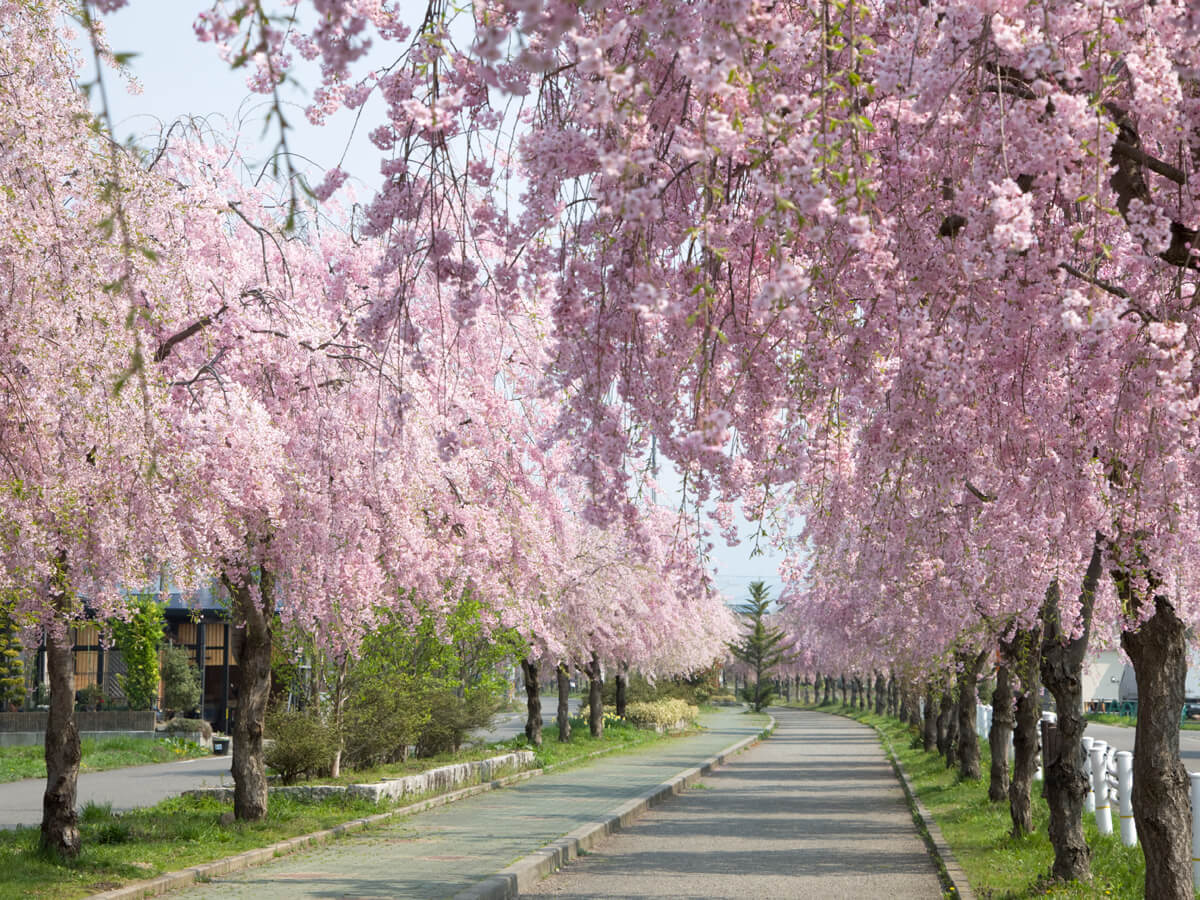 Weeping cherry trees along the ruins of the Nichu-sen railway tracks_2