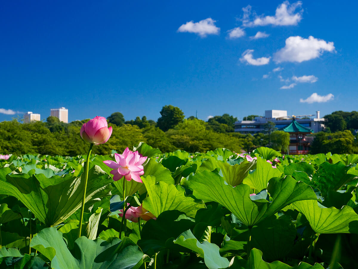 Ueno Park_2