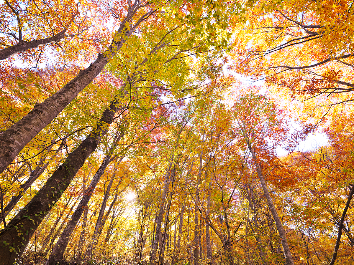 World Natural Heritage Site, Shirakami-Sanchi_2