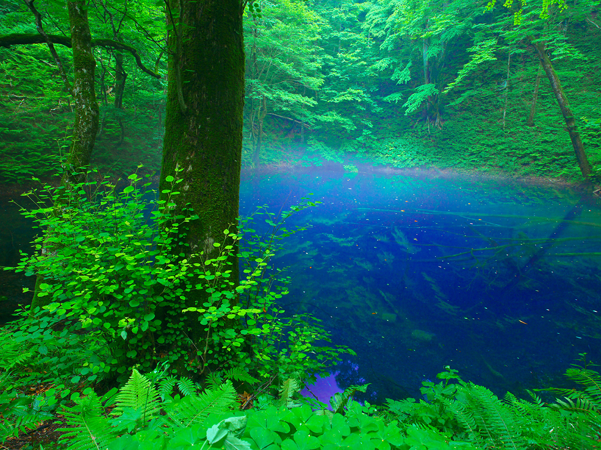World Natural Heritage Site, Shirakami-Sanchi_4
