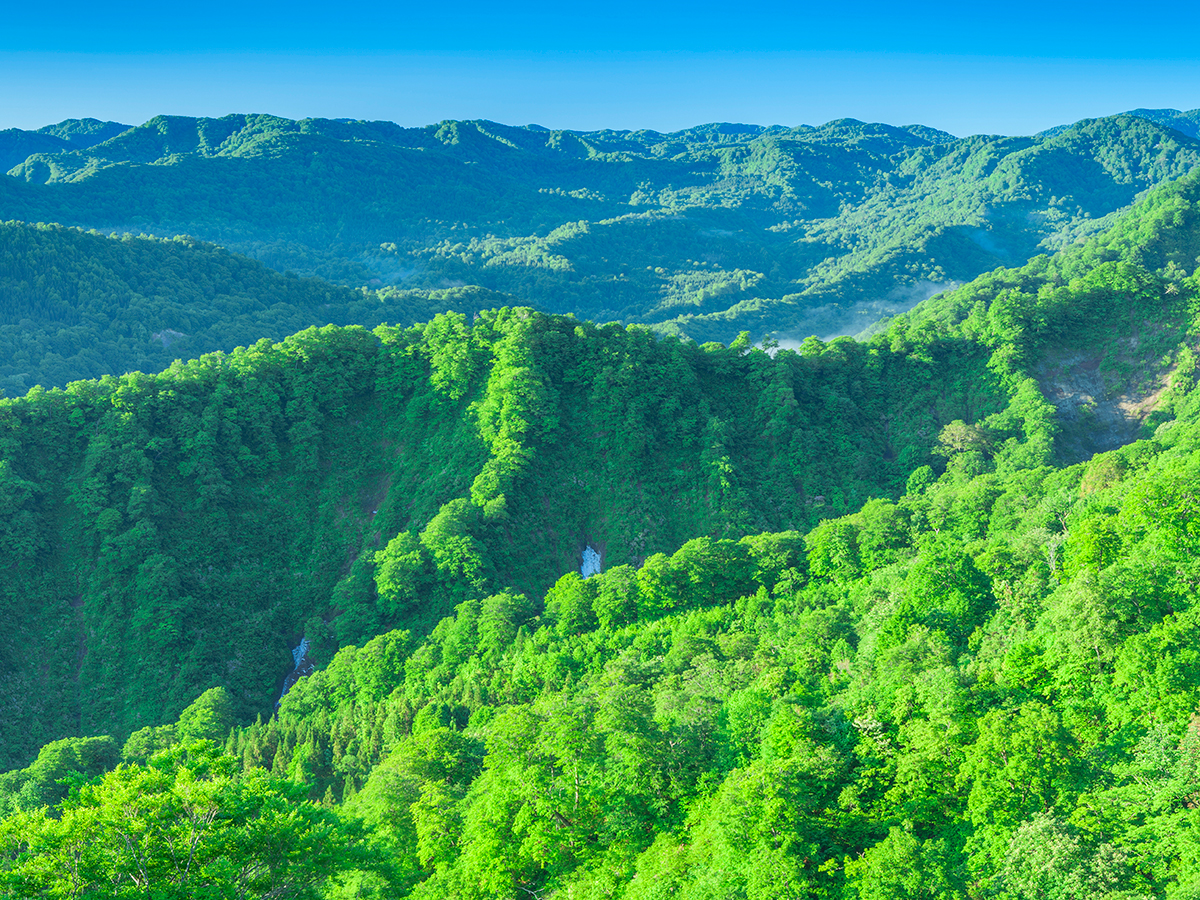 World Natural Heritage Site, Shirakami-Sanchi_1