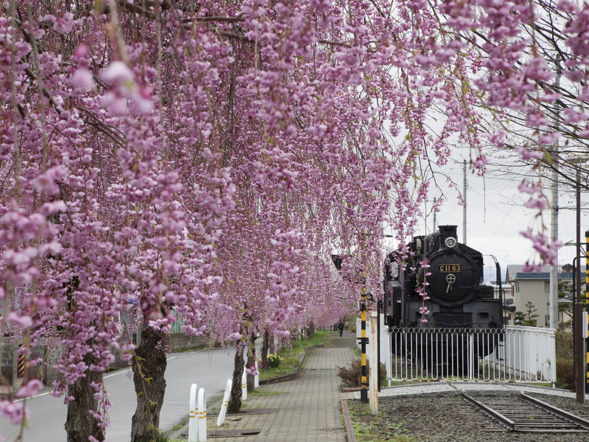 Weeping cherry trees along the ruins of the Nichu-sen railway tracks_1