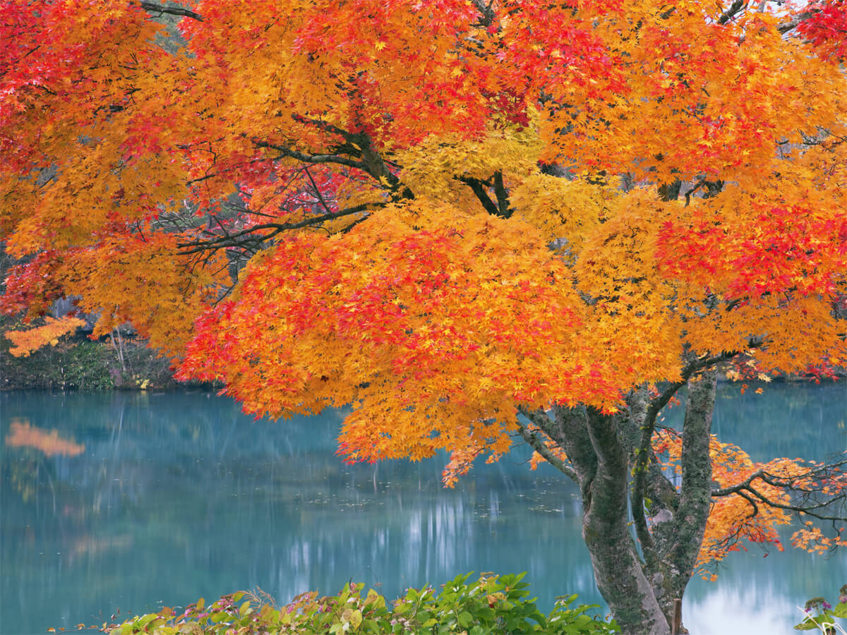 Goshikinuma Walking Trail_3