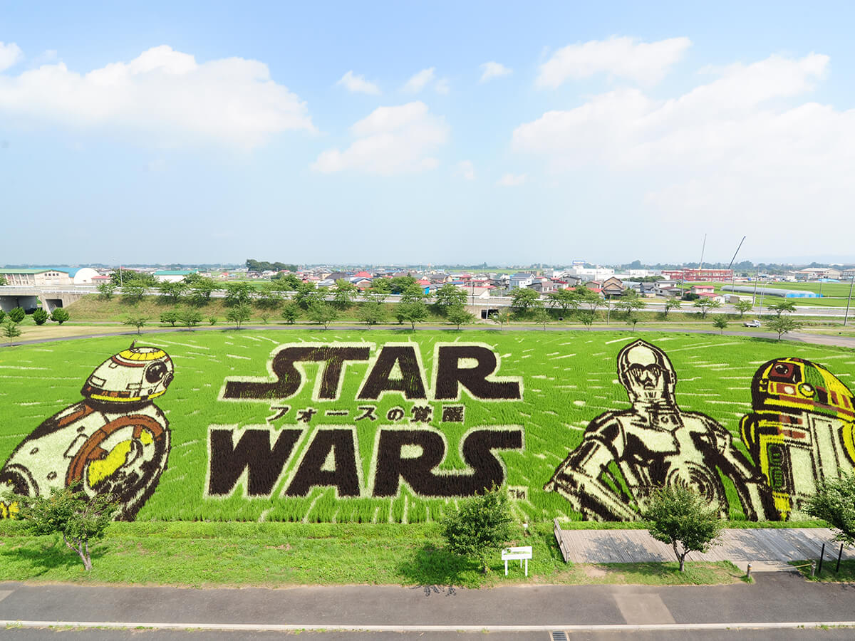 Rice Paddy Art_3