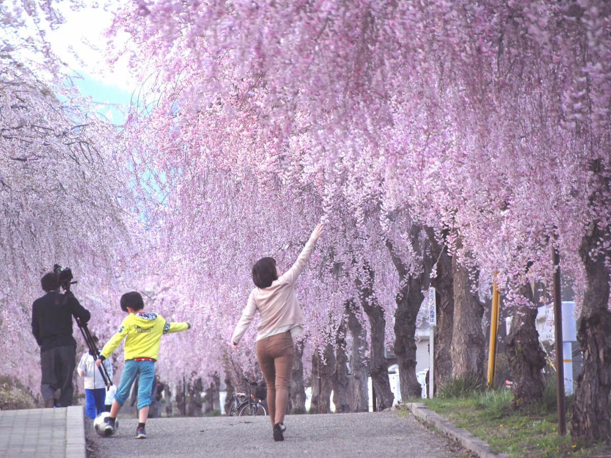 Weeping cherry trees along the ruins of the Nichu-sen railway tracks_4