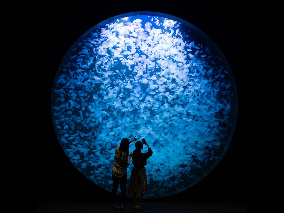 Kamo Aquarium “Jellyfish Dream House”_1