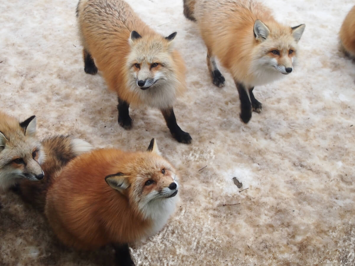 Zao Fox Village_2