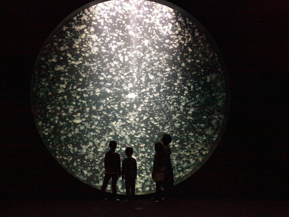 Kamo Aquarium “Jellyfish Dream House”_2