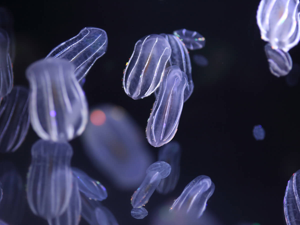 Kamo Aquarium “Jellyfish Dream House”_4