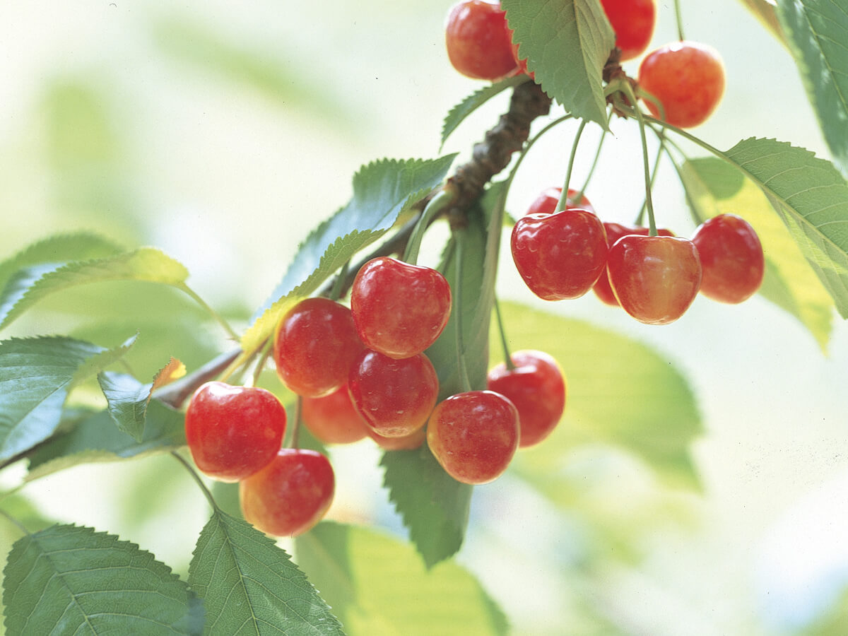 Kaminoyama City Sightseeing Fruit Orchard_1