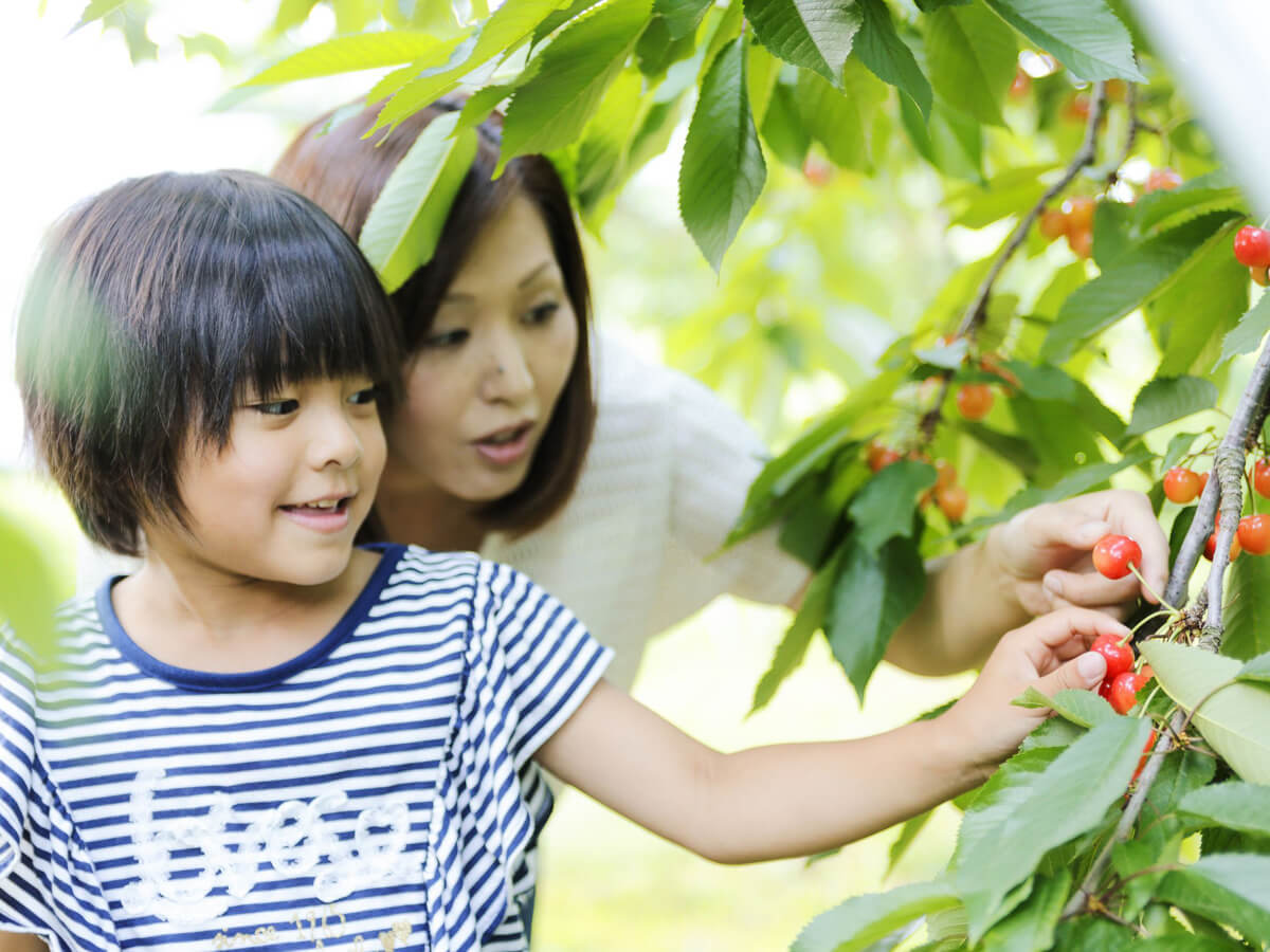 Kaminoyama City Sightseeing Fruit Orchard_2