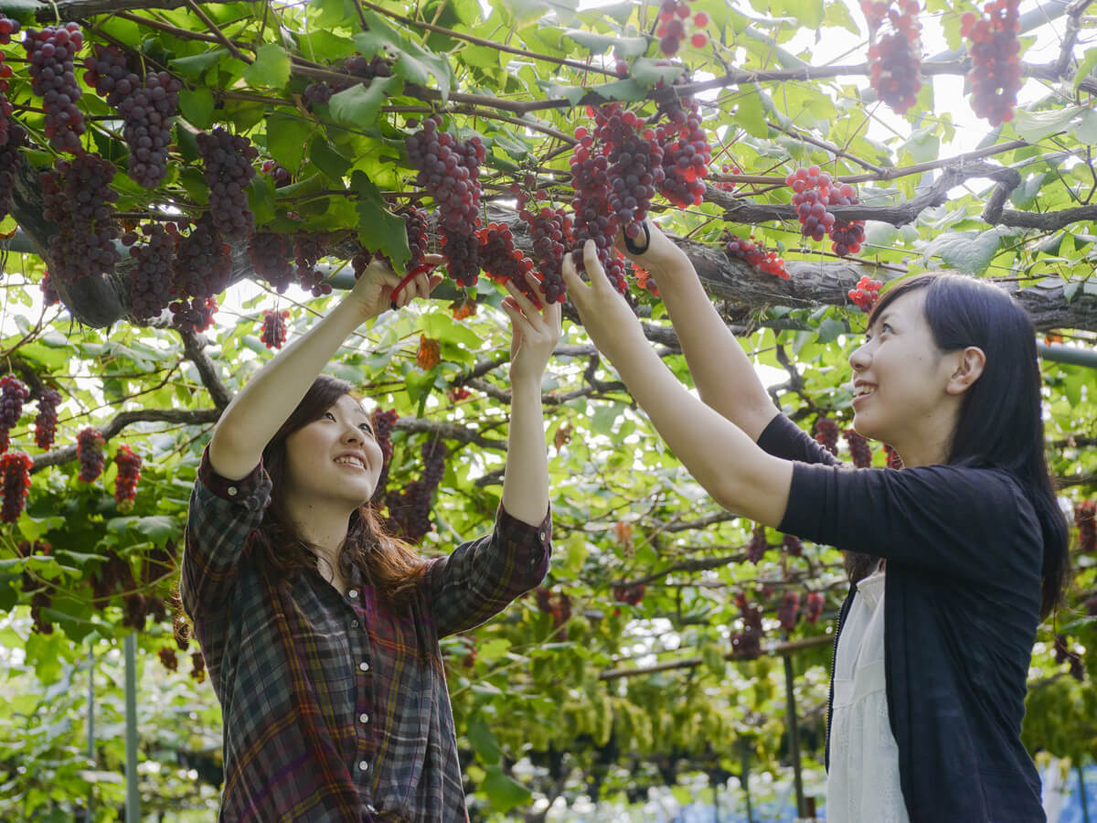 Kaminoyama City Sightseeing Fruit Orchard_3