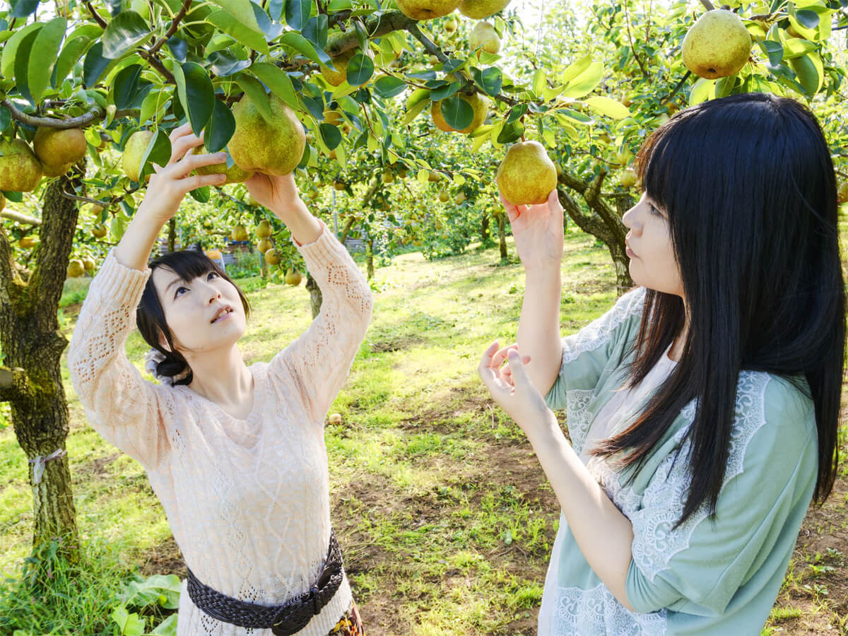 Kaminoyama City Sightseeing Fruit Orchard_4