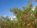Hirosaki City Apple Park_1