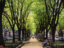 Jozenji-dori Ave._3