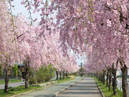 Weeping cherry trees along the ruins of the Nichu-sen railway tracks_2