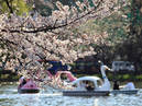Ueno Park_3