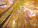 World Natural Heritage Site, Shirakami-Sanchi_2