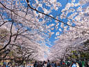 Ueno Park_1