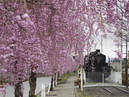 Weeping cherry trees along the ruins of the Nichu-sen railway tracks_1