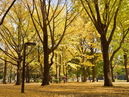 Tomigaya_4
