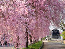 Weeping cherry trees along the ruins of the Nichu-sen railway tracks_3