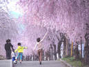 Weeping cherry trees along the ruins of the Nichu-sen railway tracks_4