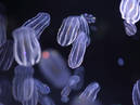Kamo Aquarium “Jellyfish Dream House”_4
