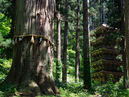 Mt. Haguro Goju-no-to (five storied pagoda)_3