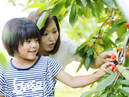 Kaminoyama City Sightseeing Fruit Orchard_2