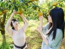 Kaminoyama City Sightseeing Fruit Orchard_4