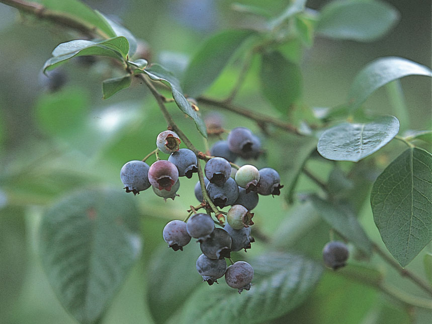 Fruit Picking_3